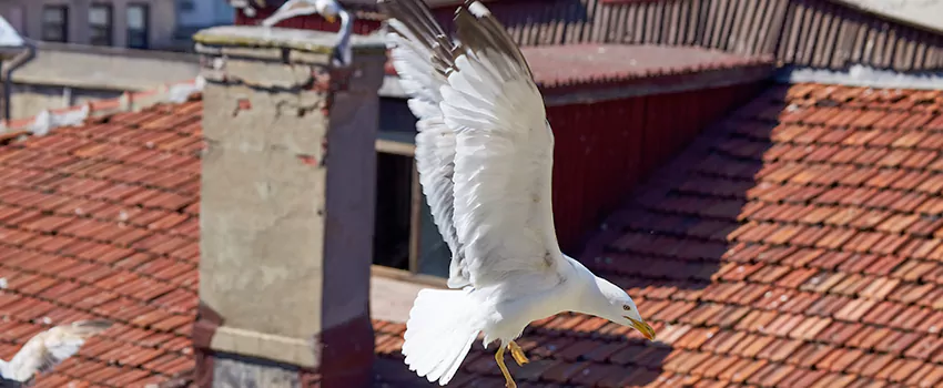 Residential Chimney Animal Removal Solution in Lake Stevens, WA