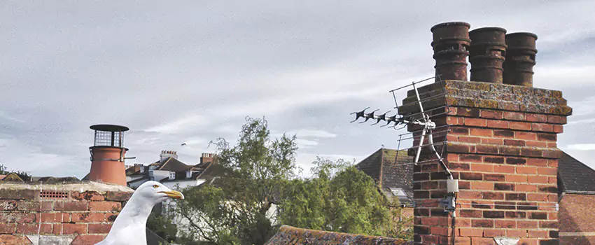 Chimney Cleaning And Restoration in Lake Stevens, Washington